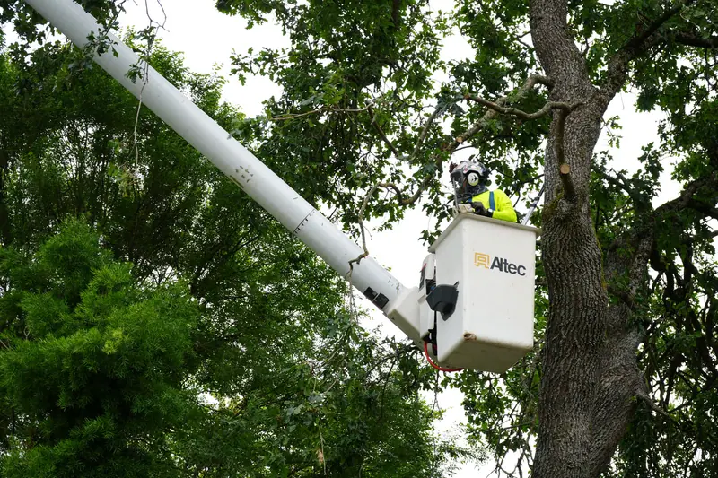 Arborist in a bucket truck trimming limbs high in a large tree