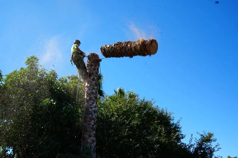 Climber roped to a tall palm trunk, cutting off a section during a palm tree removal