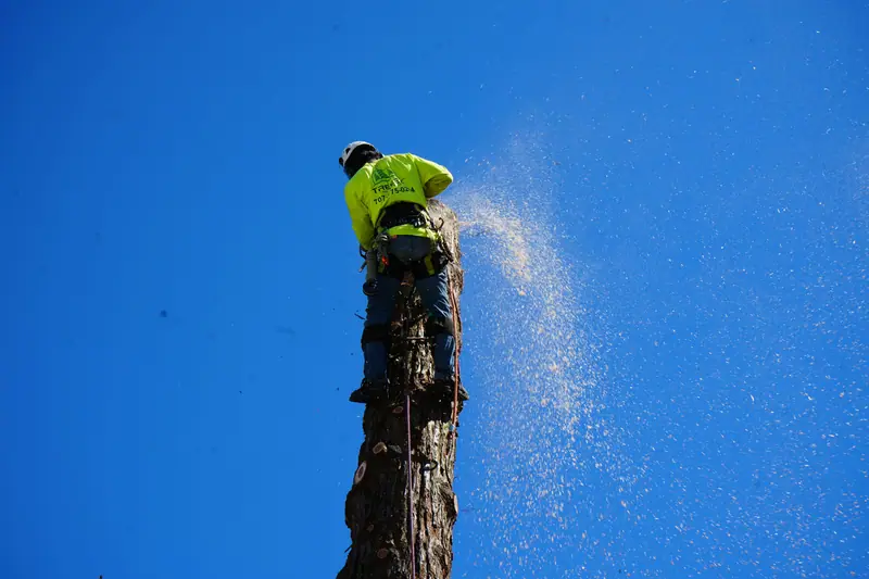TreeEx climber at the top of a tall trunk, taking it down in sections against a blue sky