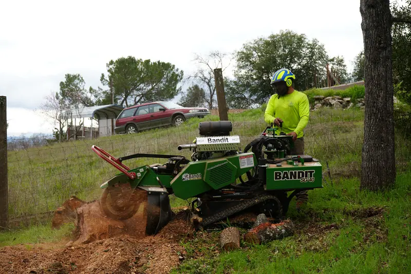 Crew member grinding out a tree stump with a Bandit stump grinder on a fenced rural lot