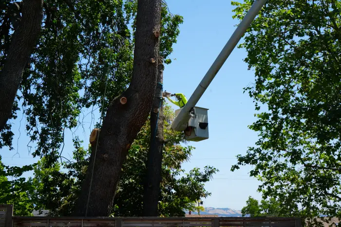 Bucket truck working a tall trunk on a hillside