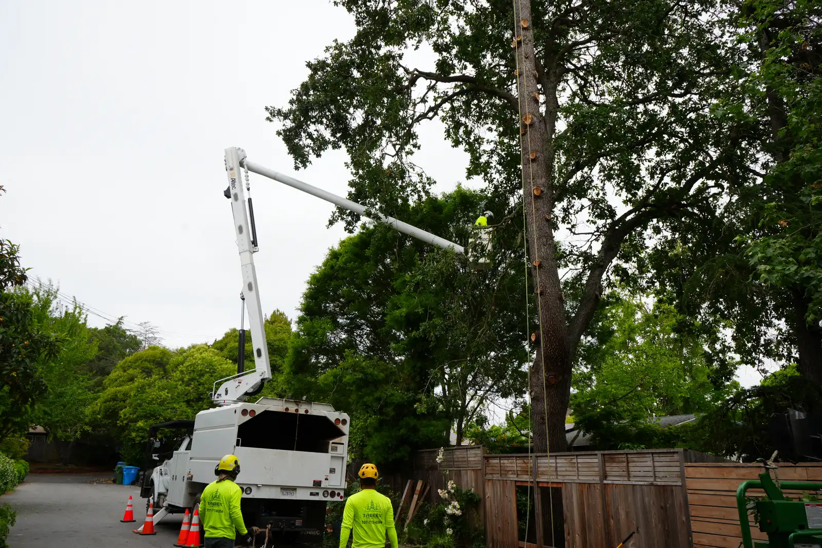 TreeEx bucket truck working a tall tree on a residential street with the crew below