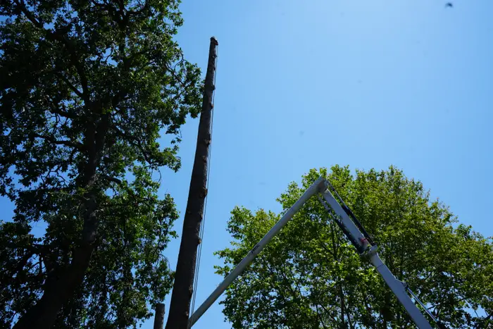 Crane boom next to a tall trunk