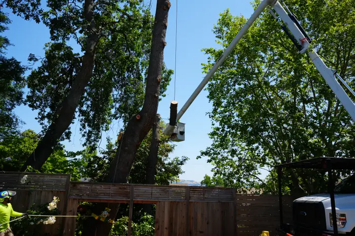 TreeEx crane lowering a trunk section