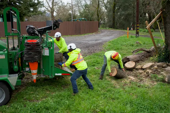 TreeEx crew loading brush into the chipper