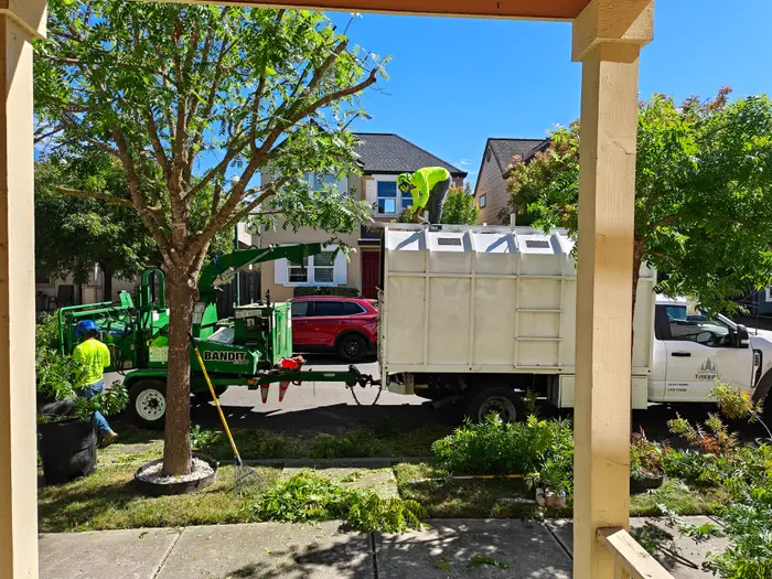 TreeEx crew working out front, seen from a porch