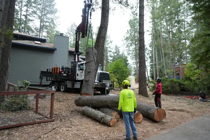 Log sections on the ground after a crane removal