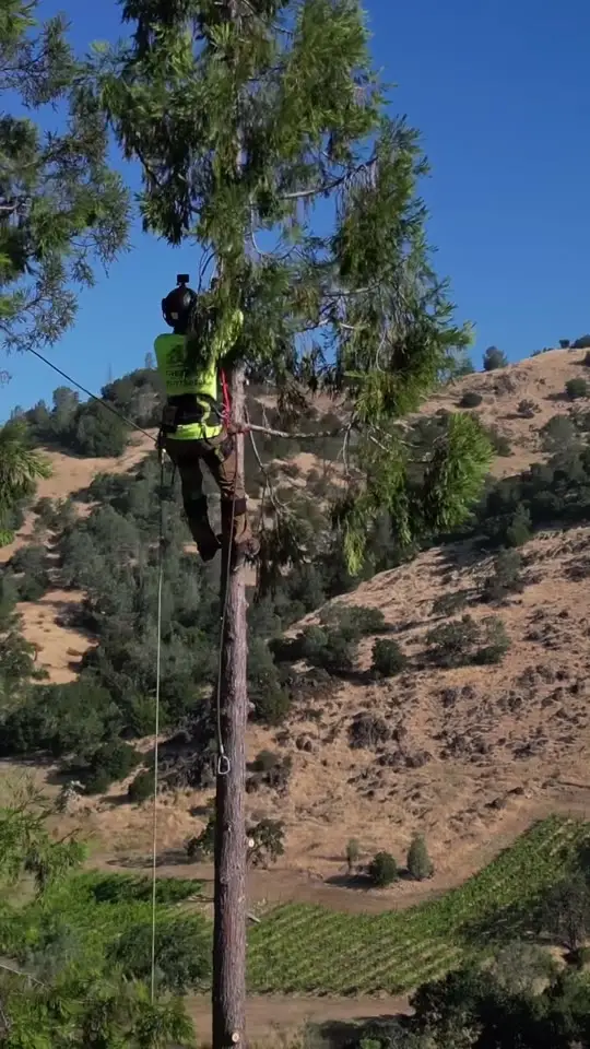 Tree Climbing on a Tall Hillside Tree, TreeEx Tree Experts